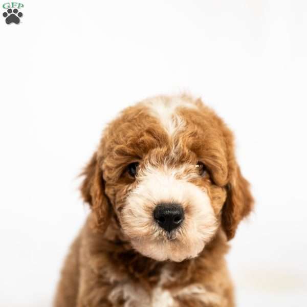 Huckleberry, Miniature Poodle Puppy