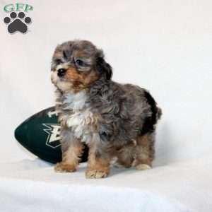 Lyla, Mini Bernedoodle Puppy