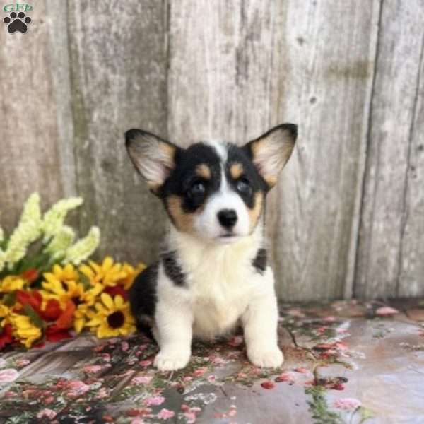Autumn, Pembroke Welsh Corgi Puppy