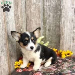 Autumn, Pembroke Welsh Corgi Puppy