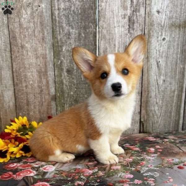 Shiloh, Pembroke Welsh Corgi Puppy
