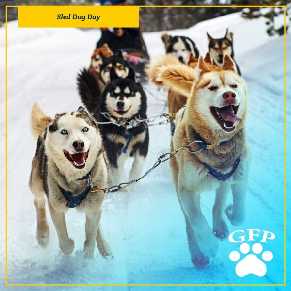 siberian huskies pulling a sled in the snow