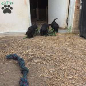 Blossom, Black Labrador Retriever Puppy