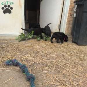 Blossom, Black Labrador Retriever Puppy