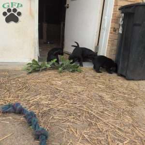 Blossom, Black Labrador Retriever Puppy