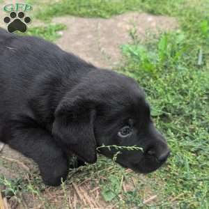 Blossom, Black Labrador Retriever Puppy