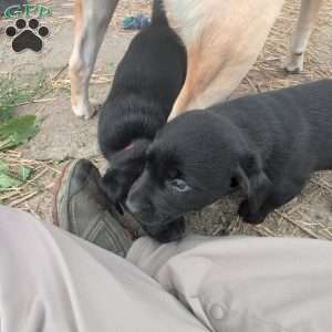 Buttercup, Black Labrador Retriever Puppy