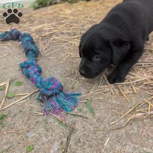 Blossom, Black Labrador Retriever Puppy