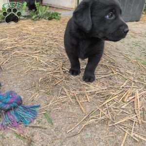 Bubbles, Black Labrador Retriever Puppy