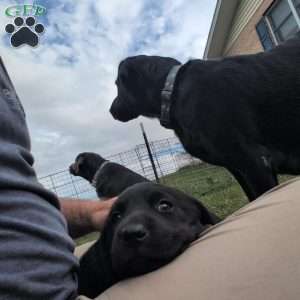 Bubbles, Black Labrador Retriever Puppy
