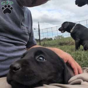 Buttercup, Black Labrador Retriever Puppy
