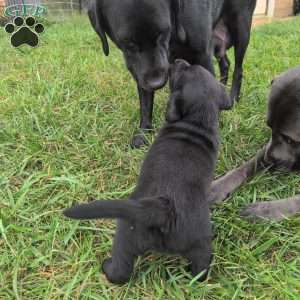 Blossom, Black Labrador Retriever Puppy