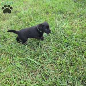 Blossom, Black Labrador Retriever Puppy