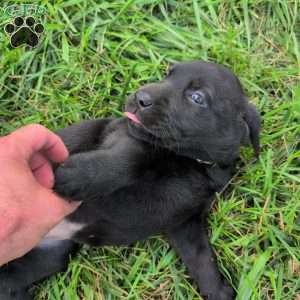 Bubbles, Black Labrador Retriever Puppy