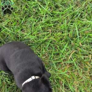 Bubbles, Black Labrador Retriever Puppy