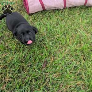 Bubbles, Black Labrador Retriever Puppy