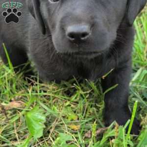 Buttercup, Black Labrador Retriever Puppy