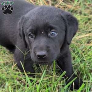 Buttercup, Black Labrador Retriever Puppy