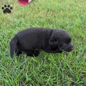 Buttercup, Black Labrador Retriever Puppy