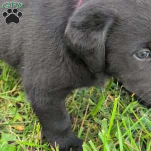 Buttercup, Black Labrador Retriever Puppy