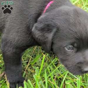 Buttercup, Black Labrador Retriever Puppy