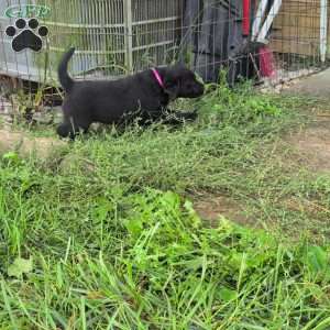 Buttercup, Black Labrador Retriever Puppy