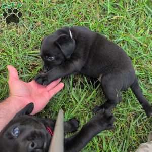 Blossom, Black Labrador Retriever Puppy