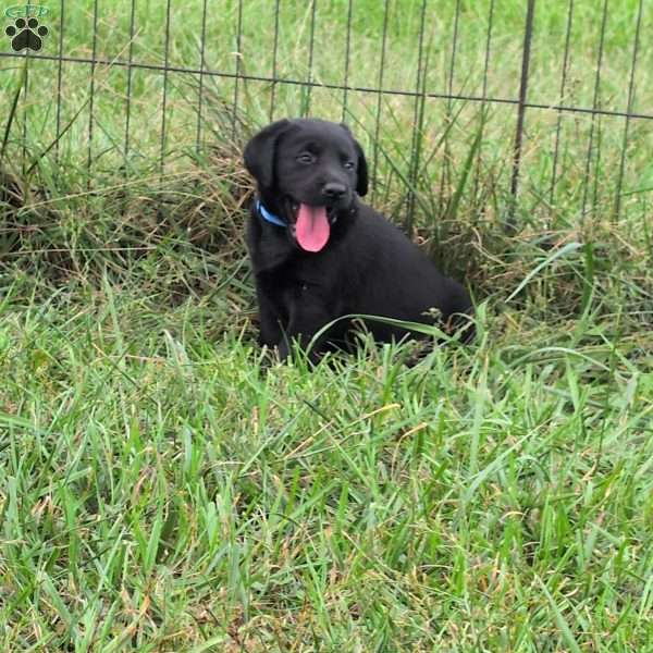 Fuzzy Lumpkins, Black Labrador Retriever Puppy