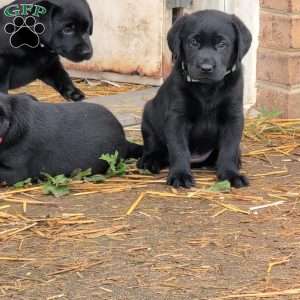 Bubbles, Black Labrador Retriever Puppy