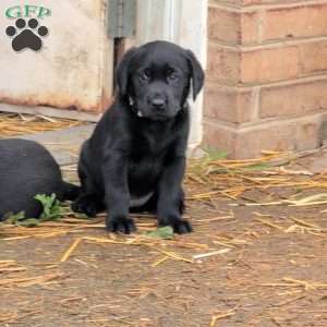 Bubbles, Black Labrador Retriever Puppy