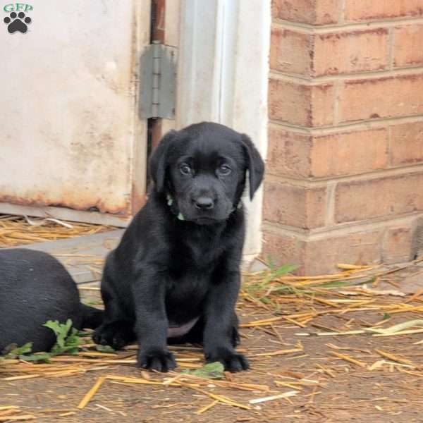 Bubbles, Black Labrador Retriever Puppy