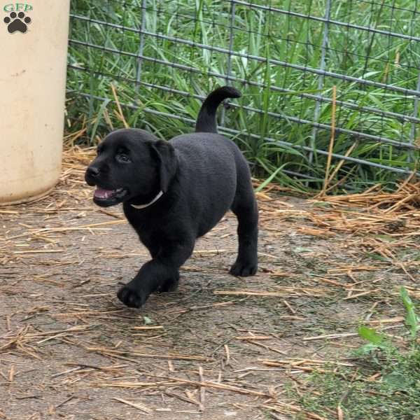 Blossom, Black Labrador Retriever Puppy