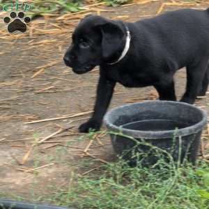 Bubbles, Black Labrador Retriever Puppy
