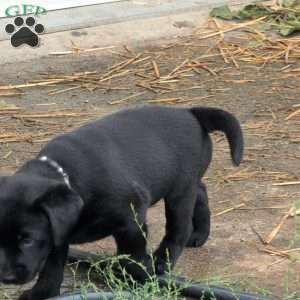 Blossom, Black Labrador Retriever Puppy