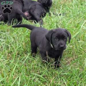 Bubbles, Black Labrador Retriever Puppy
