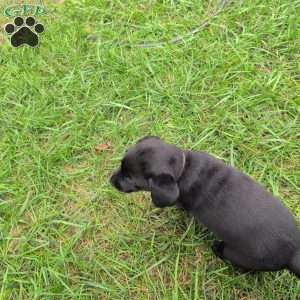 Blossom, Black Labrador Retriever Puppy