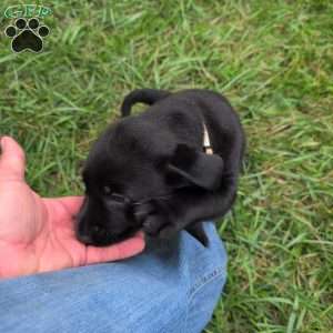 Blossom, Black Labrador Retriever Puppy