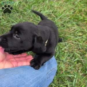 Blossom, Black Labrador Retriever Puppy