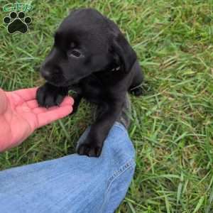 Blossom, Black Labrador Retriever Puppy
