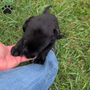 Blossom, Black Labrador Retriever Puppy