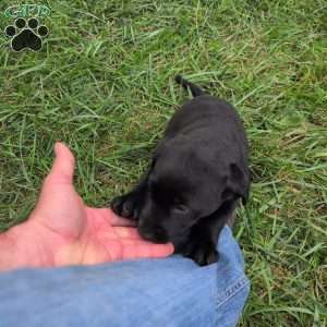 Blossom, Black Labrador Retriever Puppy