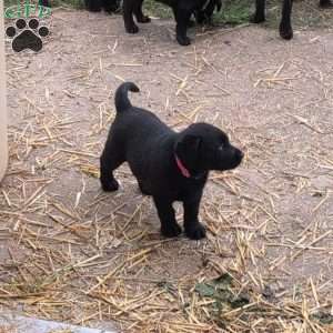 Buttercup, Black Labrador Retriever Puppy