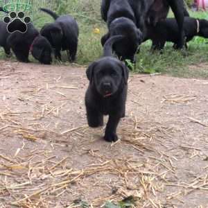 Buttercup, Black Labrador Retriever Puppy