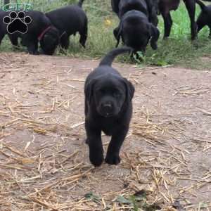 Buttercup, Black Labrador Retriever Puppy