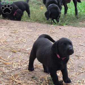 Buttercup, Black Labrador Retriever Puppy