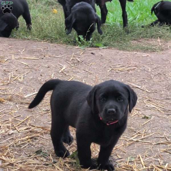 Buttercup, Black Labrador Retriever Puppy