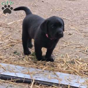 Buttercup, Black Labrador Retriever Puppy
