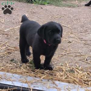 Buttercup, Black Labrador Retriever Puppy