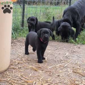 Buttercup, Black Labrador Retriever Puppy