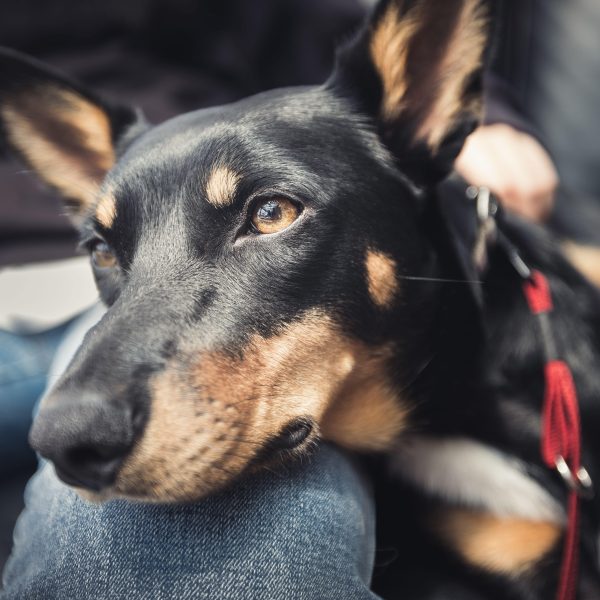 signs your dog trusts you concept - australian kelpie dog leaning head on a person's leg